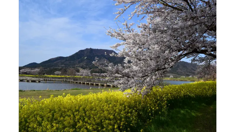 上堰潟公園の花見・桜情報【2025】｜ウェザーニュース