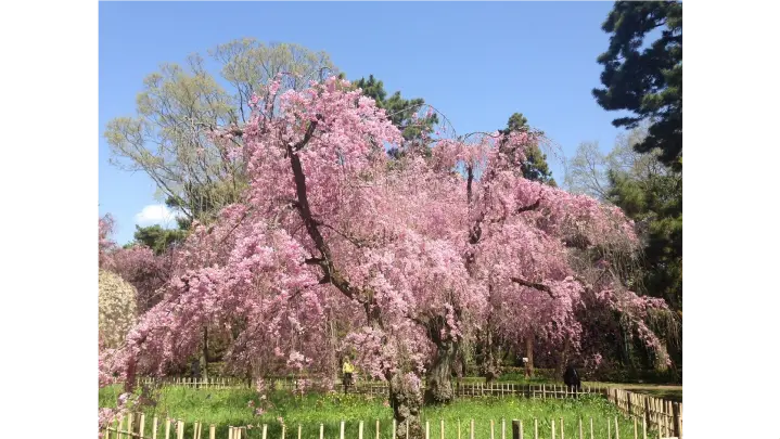 京都御苑(ヤエベニシダレ) sakura photo