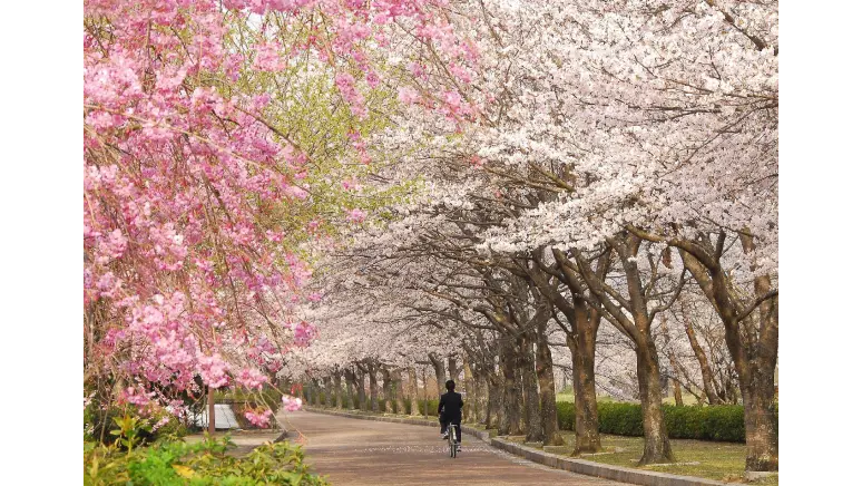 和らぎの道(さくら公園)の花見・桜情報【2025】｜ウェザーニュース