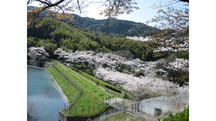 昭和池公園 sakura photo