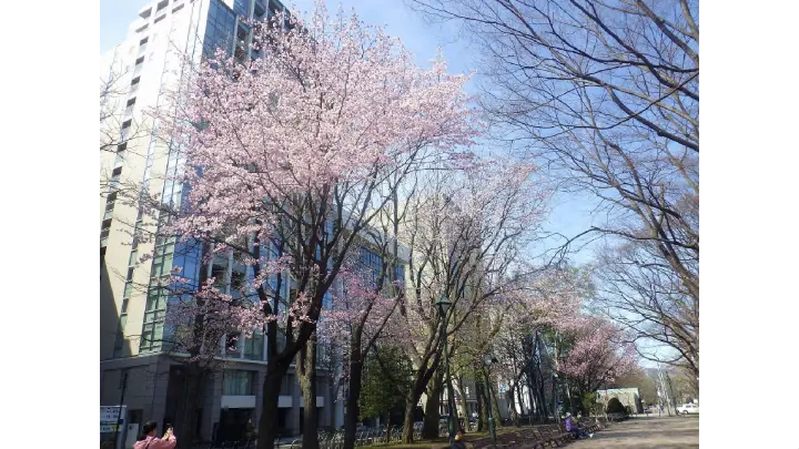 Odori Park