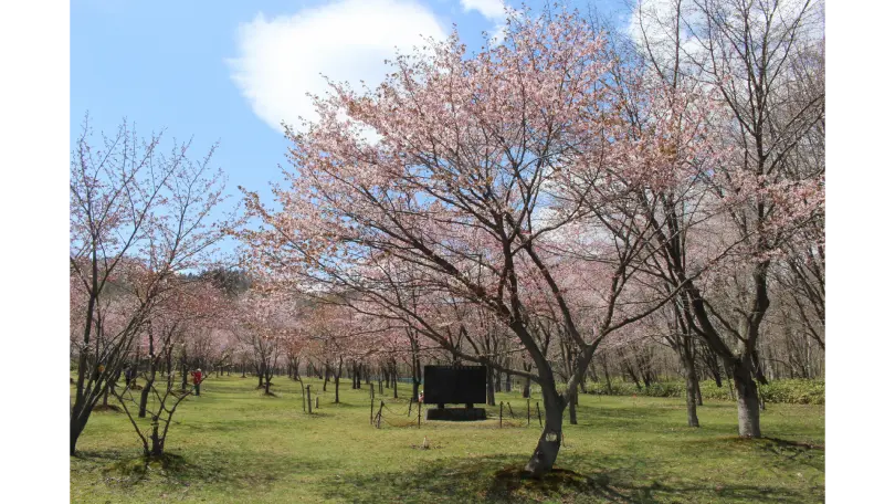 えにわ湖桜公園
