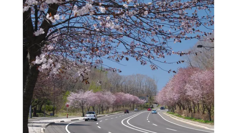 登別桜並木の花見・桜名所【2026】- ウェザーニュース - ウェザーニュース