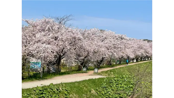 余市川桜づつみの花見・桜名所【2026】- ウェザーニュース - ウェザー