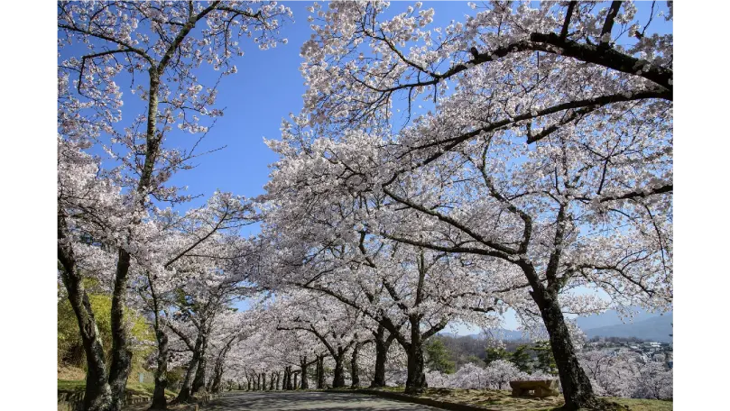松本城山公園の花見・桜名所【2026】- ウェザーニュース - ウェザー