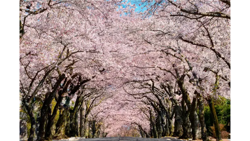 【愛媛】桜原木売ります【原木】 広葉樹 – 原木 サクラ材 | 無垢 一枚板・角材の販売 | 無垢木材通販