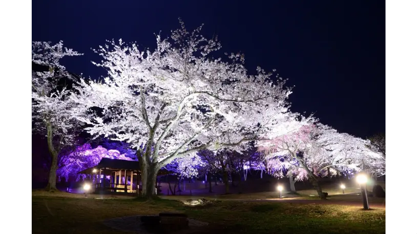 さくらの里の花見・桜名所【2026】- ウェザーニュース - ウェザーニュース