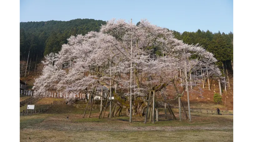 根尾谷淡墨ザクラの花見・桜名所【2026】- ウェザーニュース