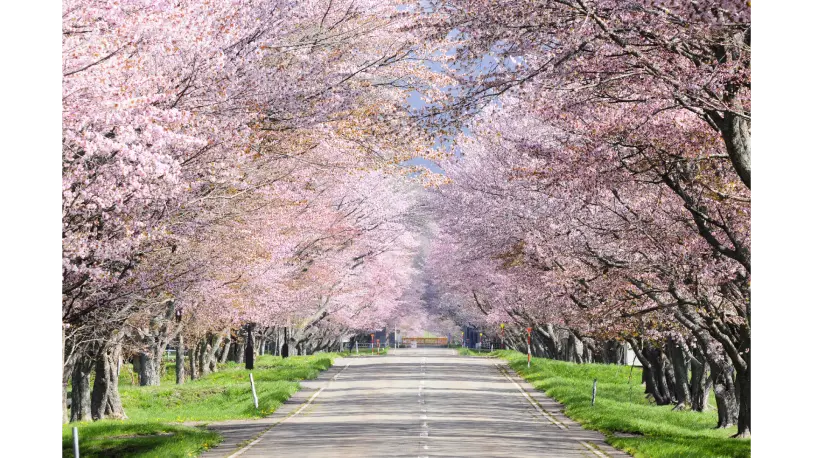 うらかわ千本桜 優駿さくらロード sakura photo