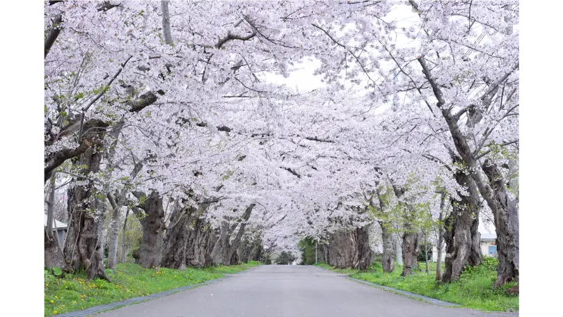 Matsumae-han Tokirichi Jinya Ruins Cherry Blossom Tunnel