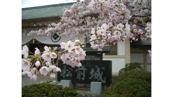 Hokkaido sakura guide preview