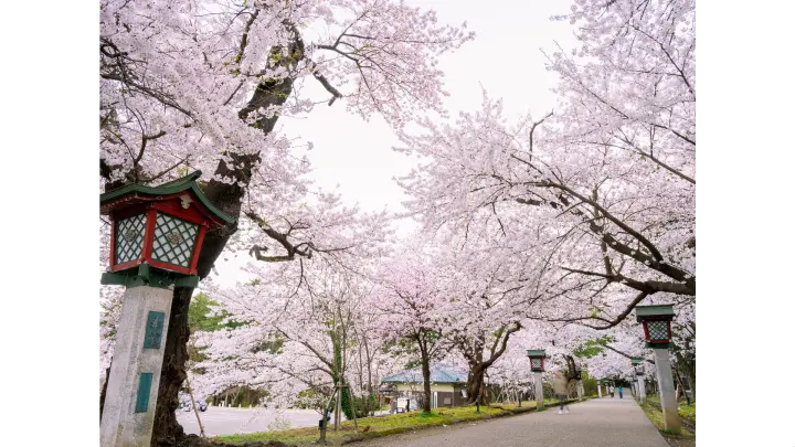 弥彦公園の花見・桜名所【2026】- ウェザーニュース - ウェザーニュース