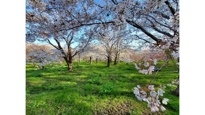 しびの岬公園の花見・桜名所【2026】- ウェザーニュース - ウェザー