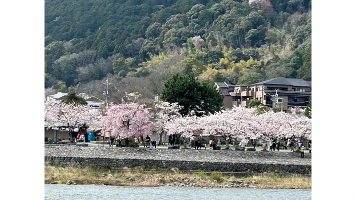 嵐山 sakura photo