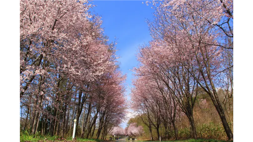 Mt. Iwaki Cherry Blossom Trees