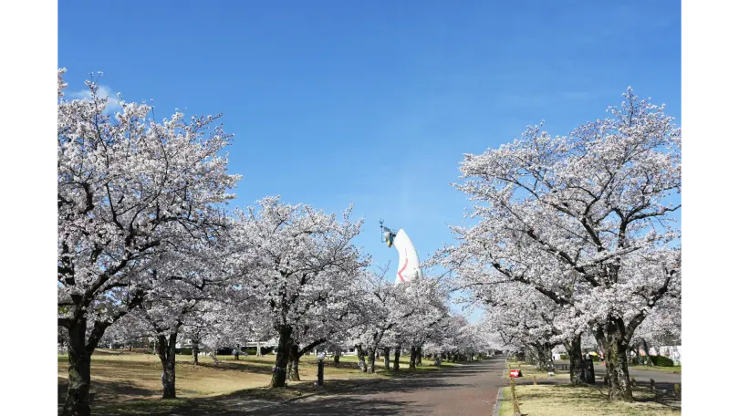 近畿の花見・桜名所【2026】- ウェザーニュース - ウェザーニュース