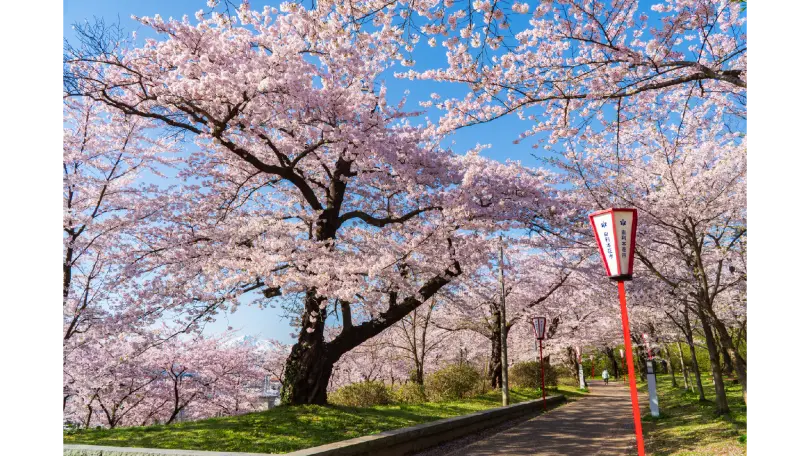 本荘公園の花見・桜名所【2026】- ウェザーニュース - ウェザーニュース
