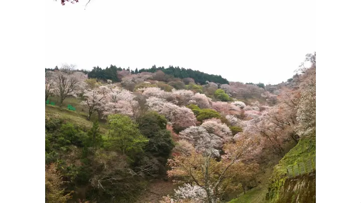 吉野山(中千本)の花見・桜名所【2026】- ウェザーニュース - ウェザー