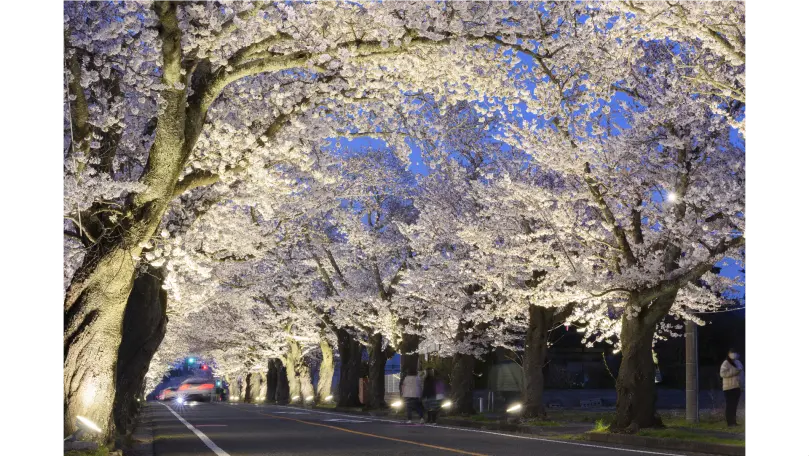 夜の森の桜並木の花見・桜名所【2026】- ウェザーニュース - ウェザー