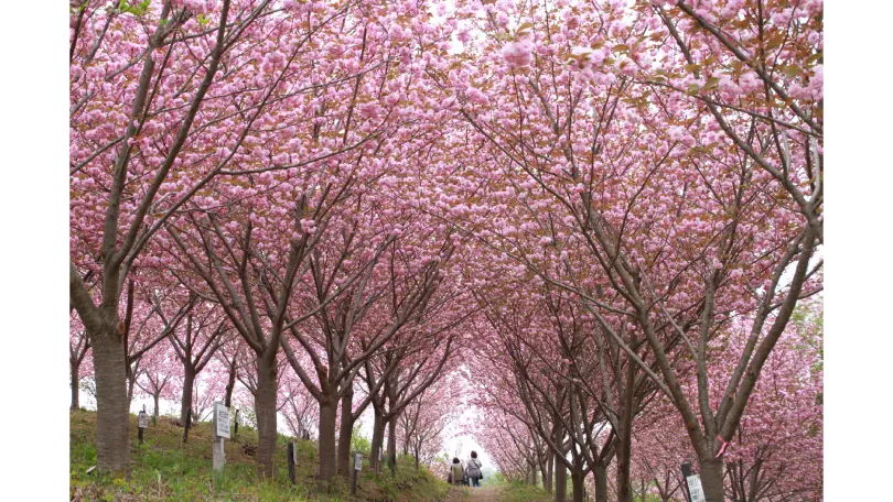 紅屋峠千本桜森林公園の花見・桜名所【2026】- ウェザーニュース
