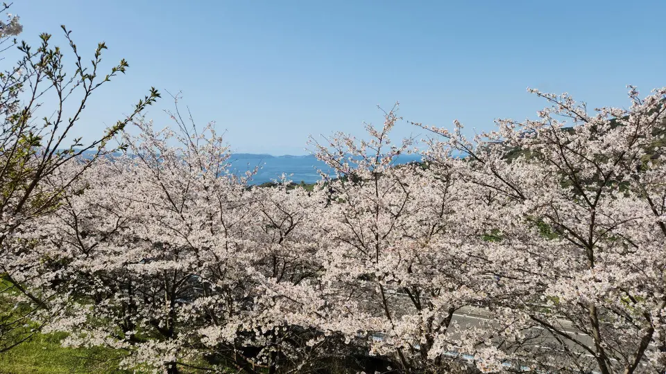 野福峠の花見・桜名所【2026】- ウェザーニュース - ウェザーニュース