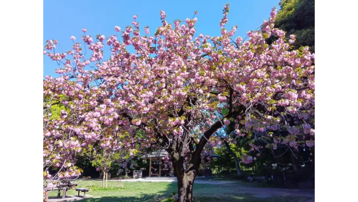 清澄庭園(サトザクラ) sakura photo