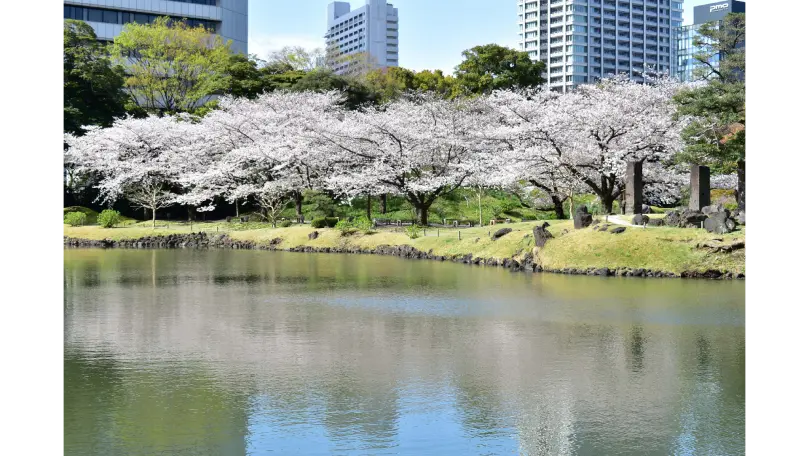 旧芝離宮恩賜庭園の花見・桜名所【2026】- ウェザーニュース