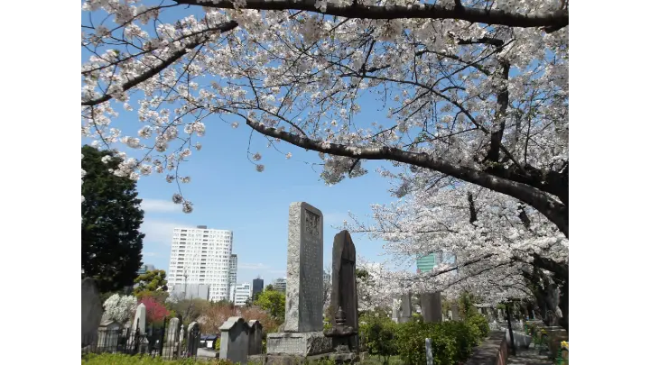青山霊園 sakura photo