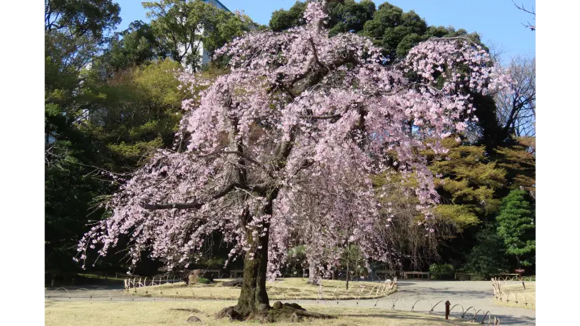 Koishikawa Korakuen Gardens (Weeping Cherry)