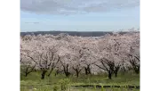 Wonderful Nature Village(東京サマーランド) sakura photo