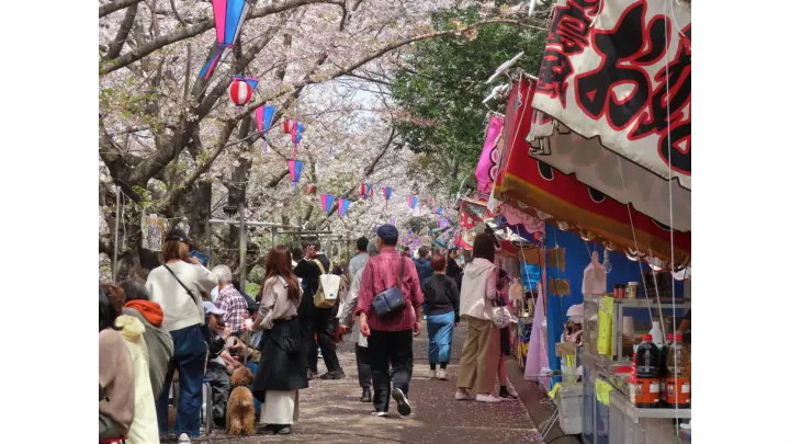 海老川ジョギングロードの花見・桜名所【2026】- ウェザーニュース