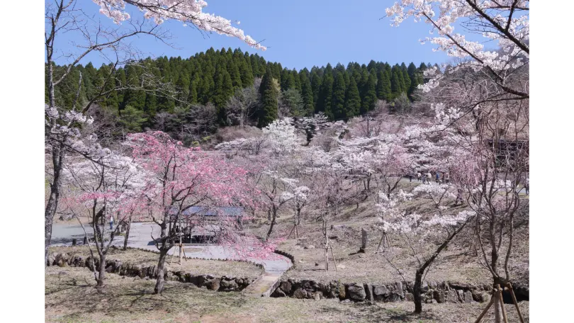 花道 高森峠千本桜の花見・桜名所【2026】- ウェザーニュース - ウェザー