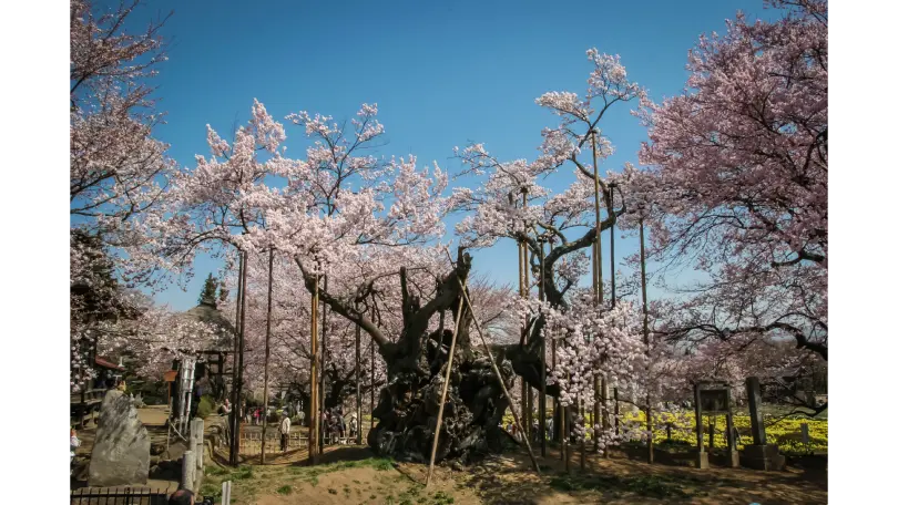 山高神代桜の花見・桜名所【2026】- ウェザーニュース - ウェザーニュース