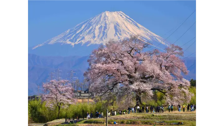 わに塚のサクラの花見・桜名所【2026】- ウェザーニュース - ウェザー