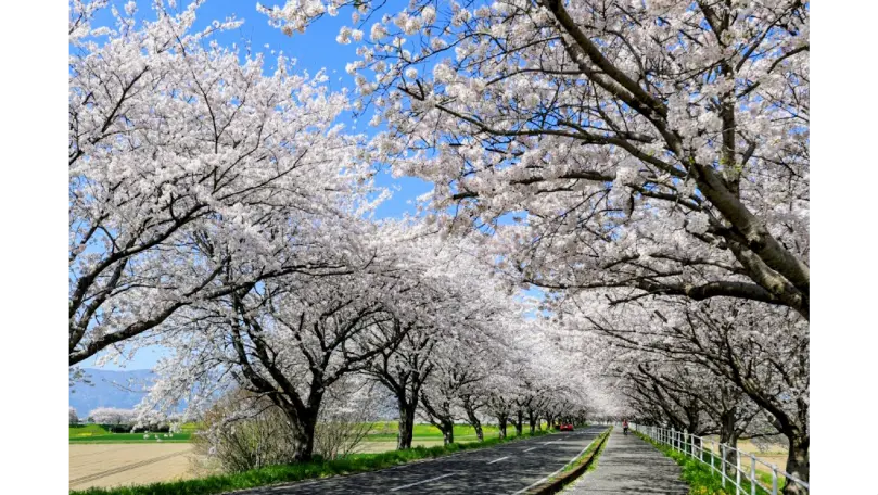 大榑川桜並木の花見・桜名所【2026】- ウェザーニュース - ウェザー