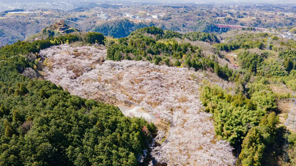 苗木さくら公園の花見・桜名所【2026】- ウェザーニュース - ウェザー