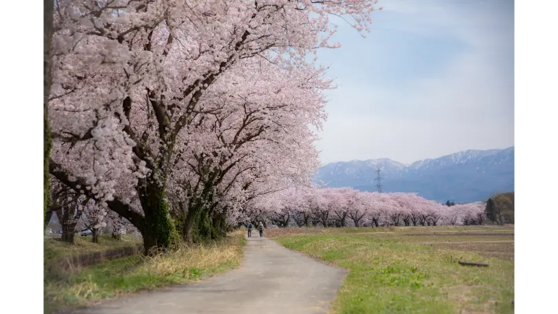 新江の桜並木の花見・桜名所【2026】- ウェザーニュース - ウェザー