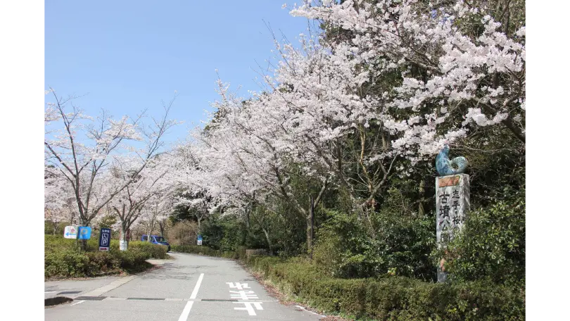 志乎・桜の里 古墳公園の花見・桜名所【2026】- ウェザーニュース