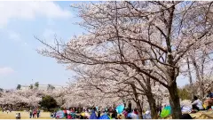けいはんな記念公園 sakura photo