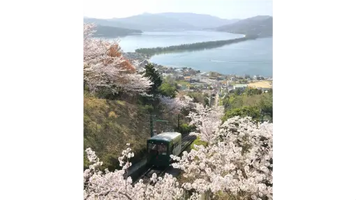 天橋立傘松公園 sakura photo