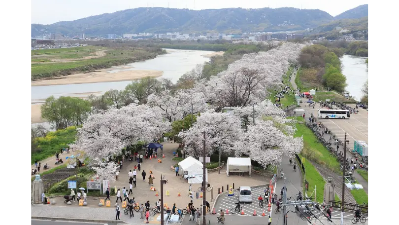 淀川河川公園背割堤地区の花見・桜名所【2026】- ウェザーニュース