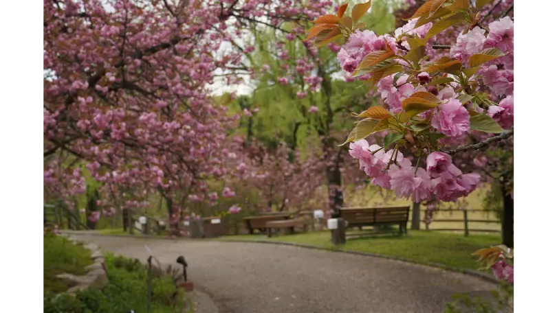 Kyoto sakura guide preview