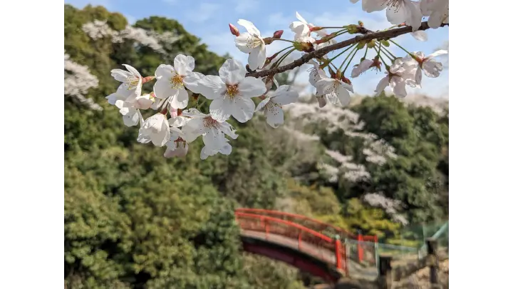 大井関公園 sakura photo