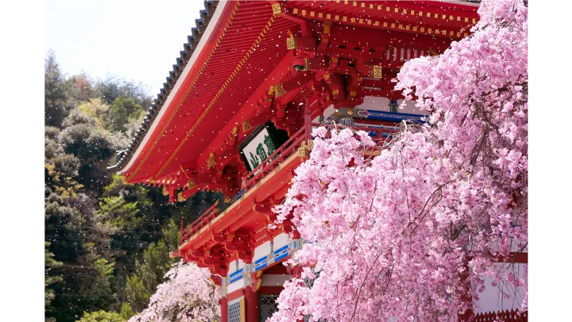 勝尾寺 sakura photo
