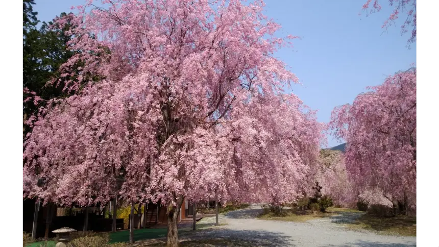 高見の郷の花見・桜名所【2026】- ウェザーニュース - ウェザーニュース