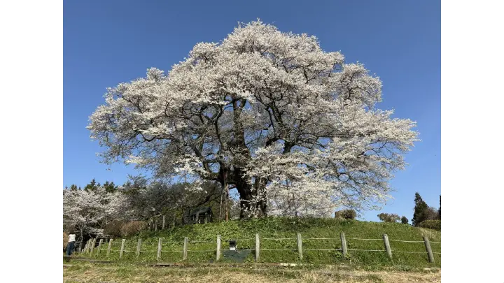 醍醐桜(真庭市)の花見・桜名所【2026】- ウェザーニュース - ウェザー