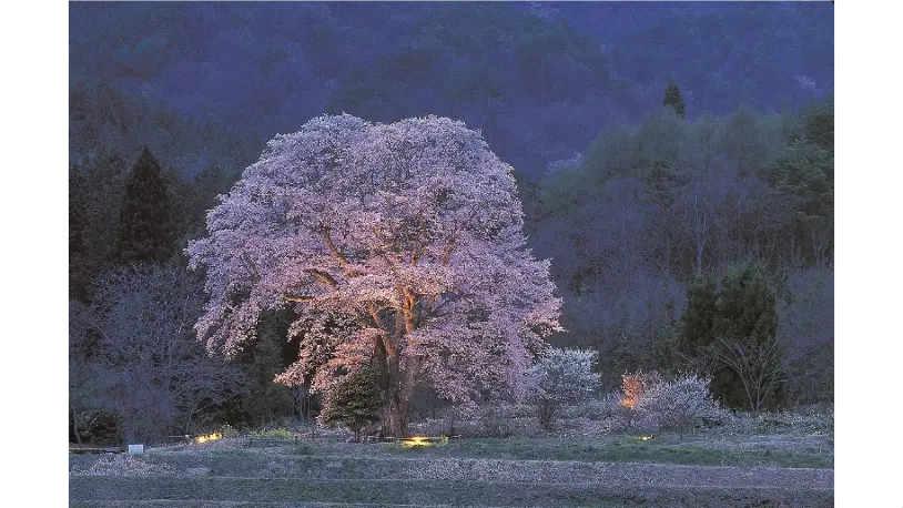 ななしさん 山桜 切り株 高さ約20㎝ 9000円 千鳥別尺のヤマザクラの花見・桜名所【2026】- ウェザーニュース