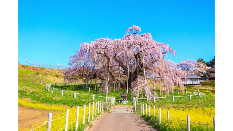 三春滝桜の花見・桜名所【2026】- ウェザーニュース - ウェザーニュース