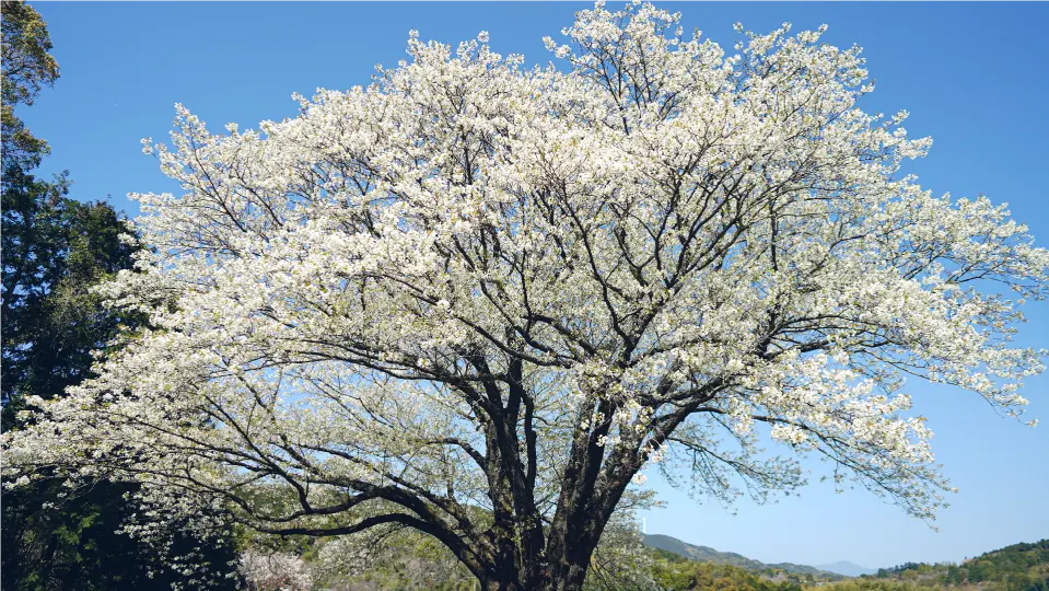 月光桜の花見・桜名所【2026】- ウェザーニュース - ウェザーニュース