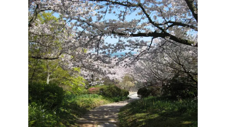 白野江植物公園 sakura photo